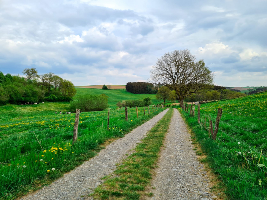 Wandeling 10 km Luxemburg 