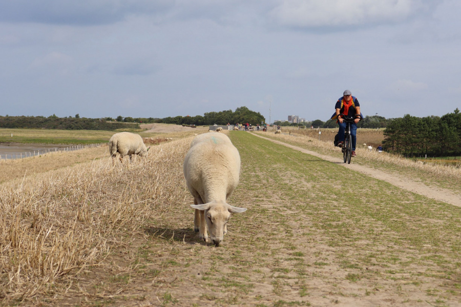 fietsen het zwin 