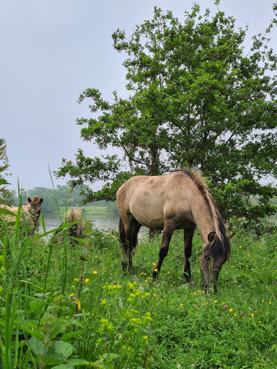 wandeling wilde dieren