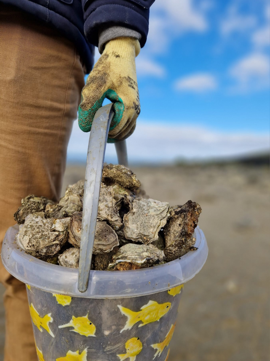 Oesters rapen Nederland 