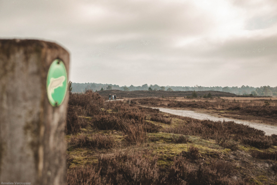 wandelroute kalmthoutse heide 