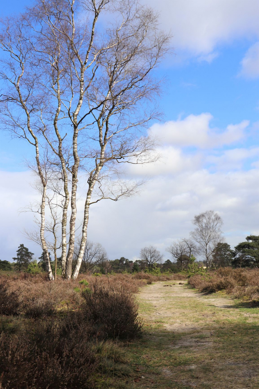 Veluwe in Nederland 