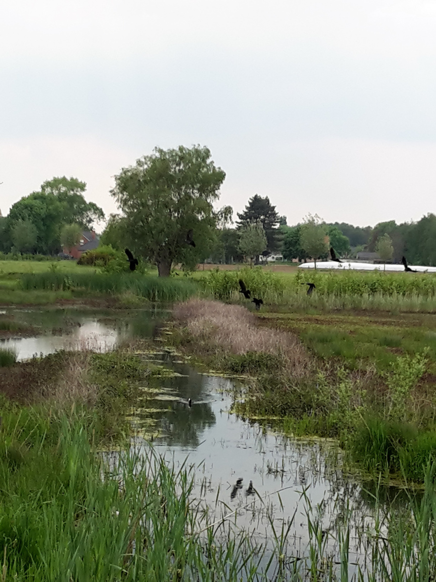 wandelen Westerplas 