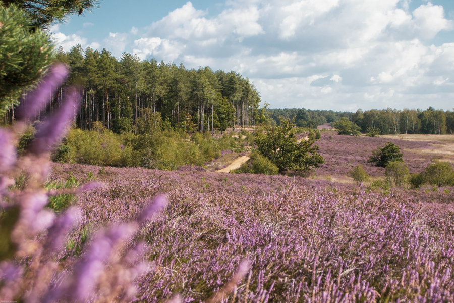 Zonhoven