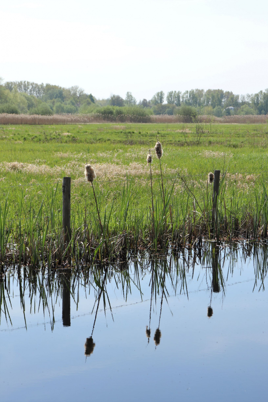 Wandelen in de Bourgoyen-Ossemeersen