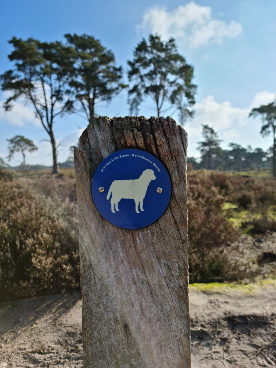 wandelen heide 