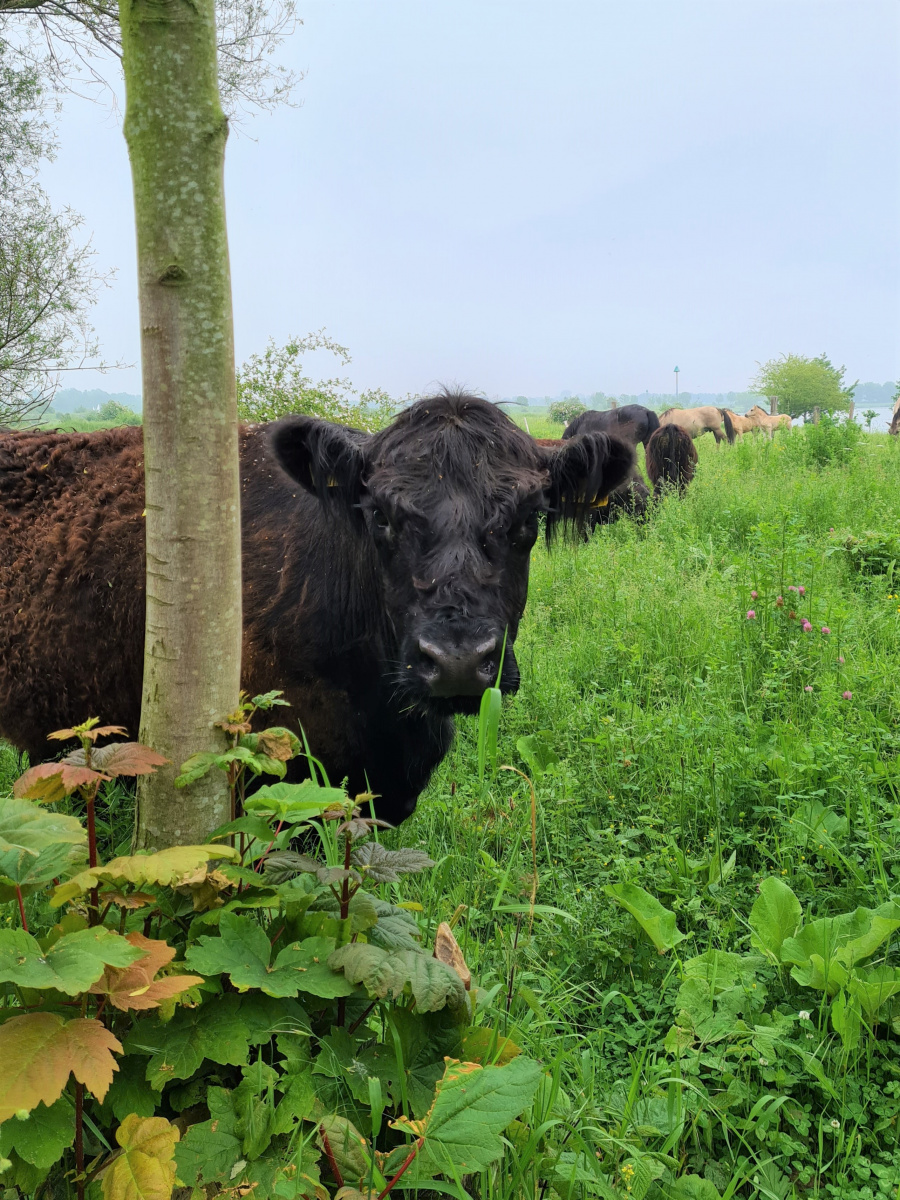 wandelen met kinderen 