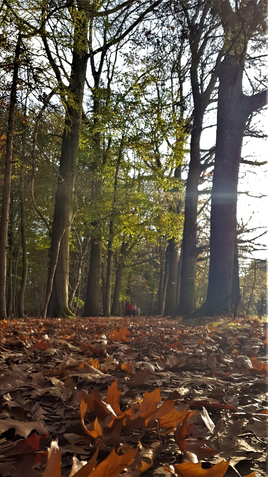 bos wandelen 