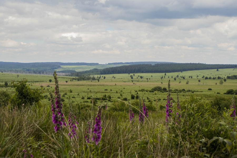 Ardennen wandelen 