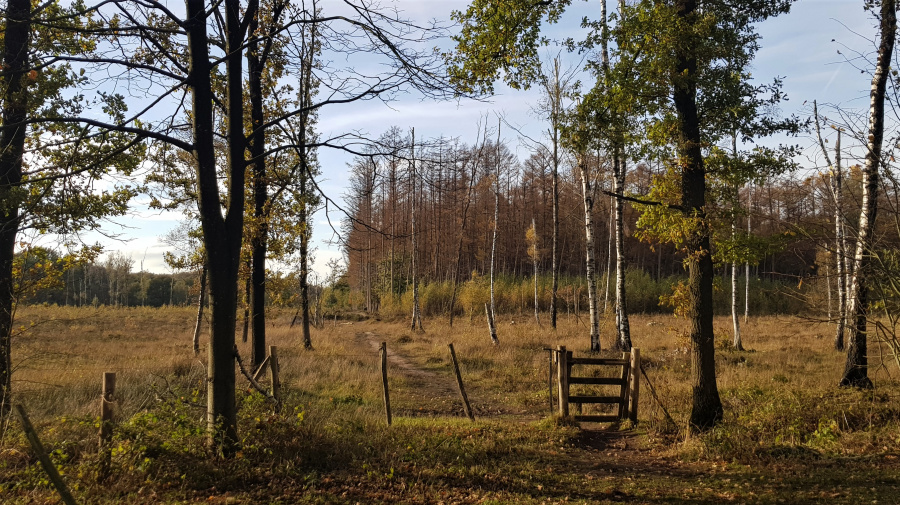 wandelen drongengoed