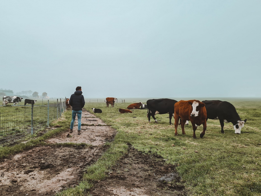 wandelen tussen koeien nederland 