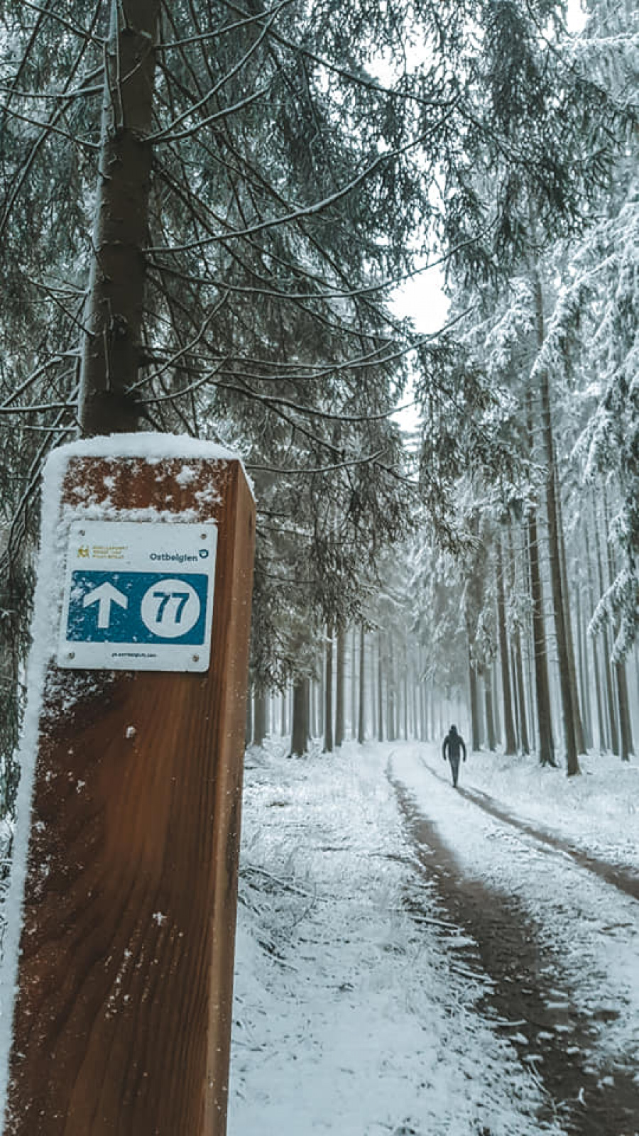 sneeuwwandeling Ardennen 