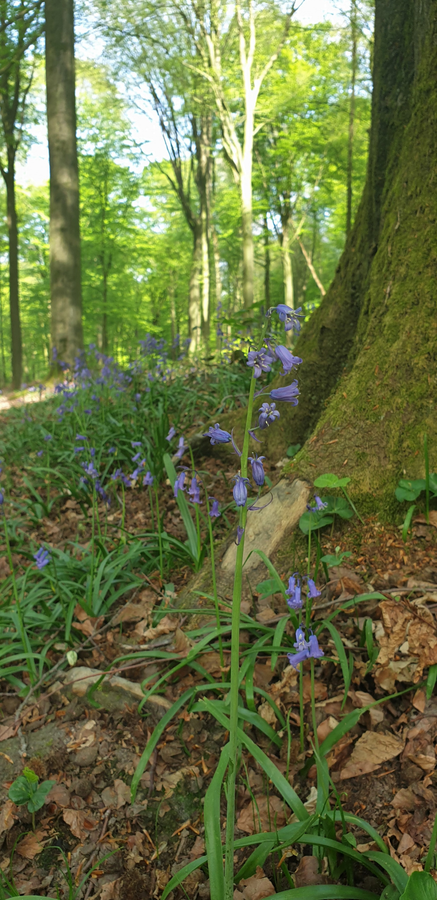 Wandelen Vlaamse Ardennen 