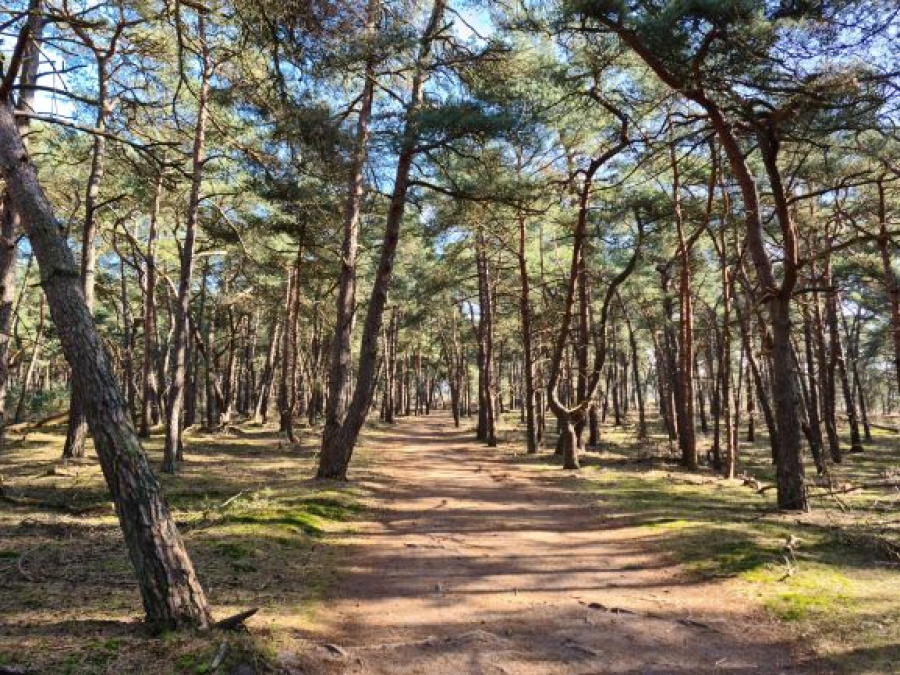 wandelknooppunten kalmthoutse heide 