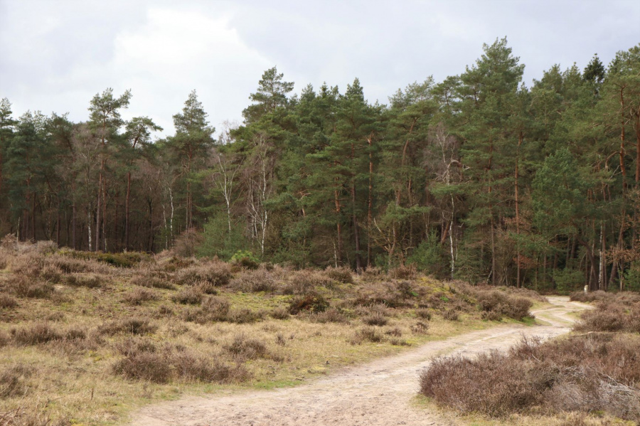 Wandeling Veluwe 