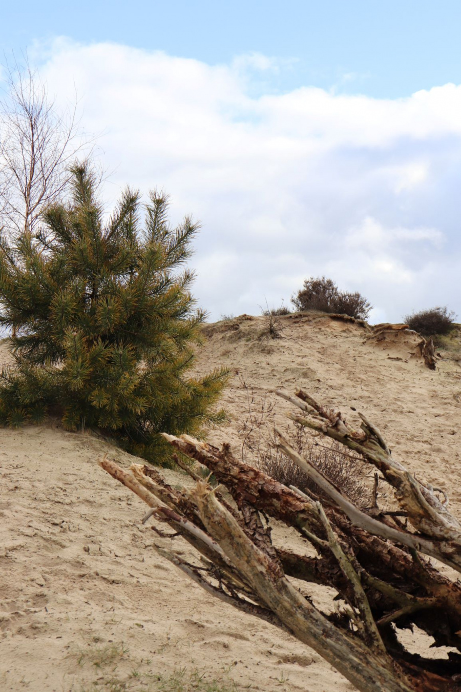 Sahara in Nederland 