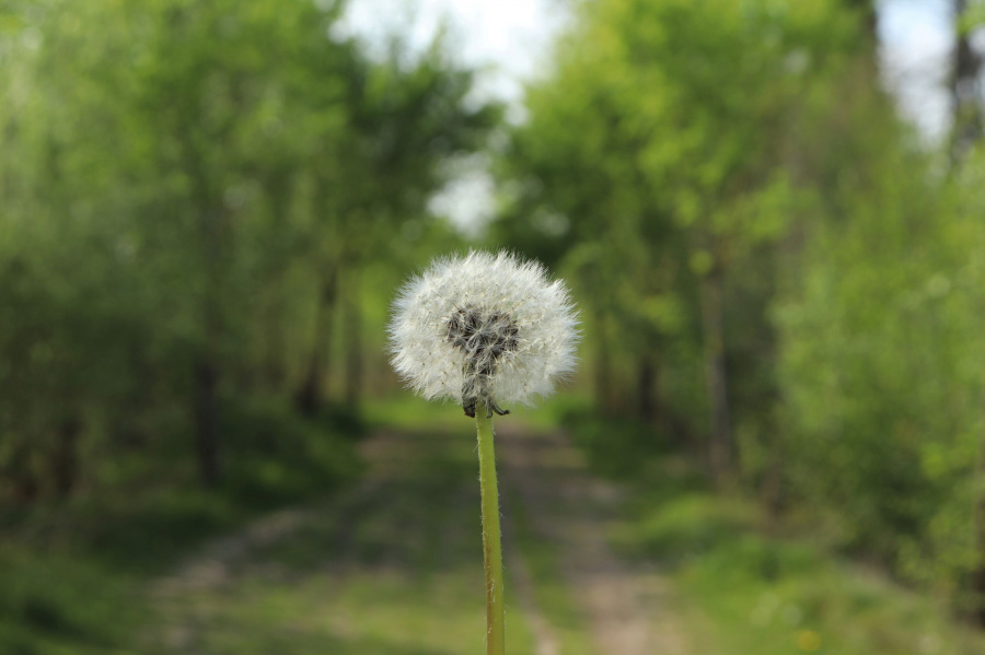 wandelen Oost-Vlaanderen 