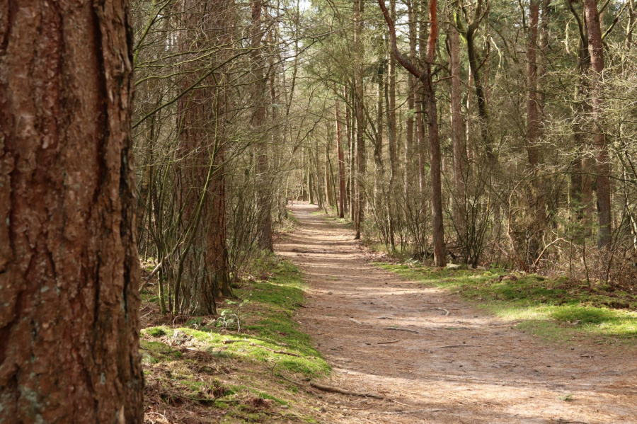 Bossen Veluwe