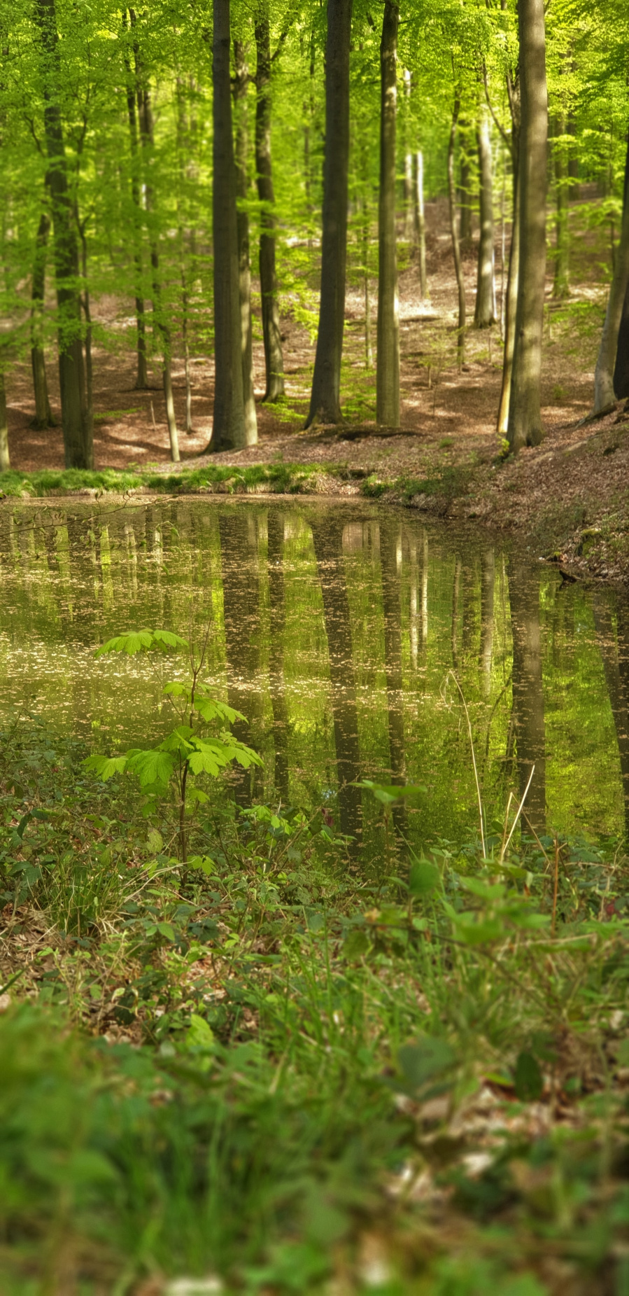 Vlaamse ardennen 