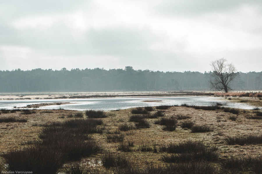 grensparkt kalmthoutse heide 