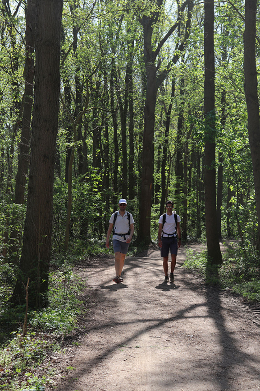 Bossen Zoutelande