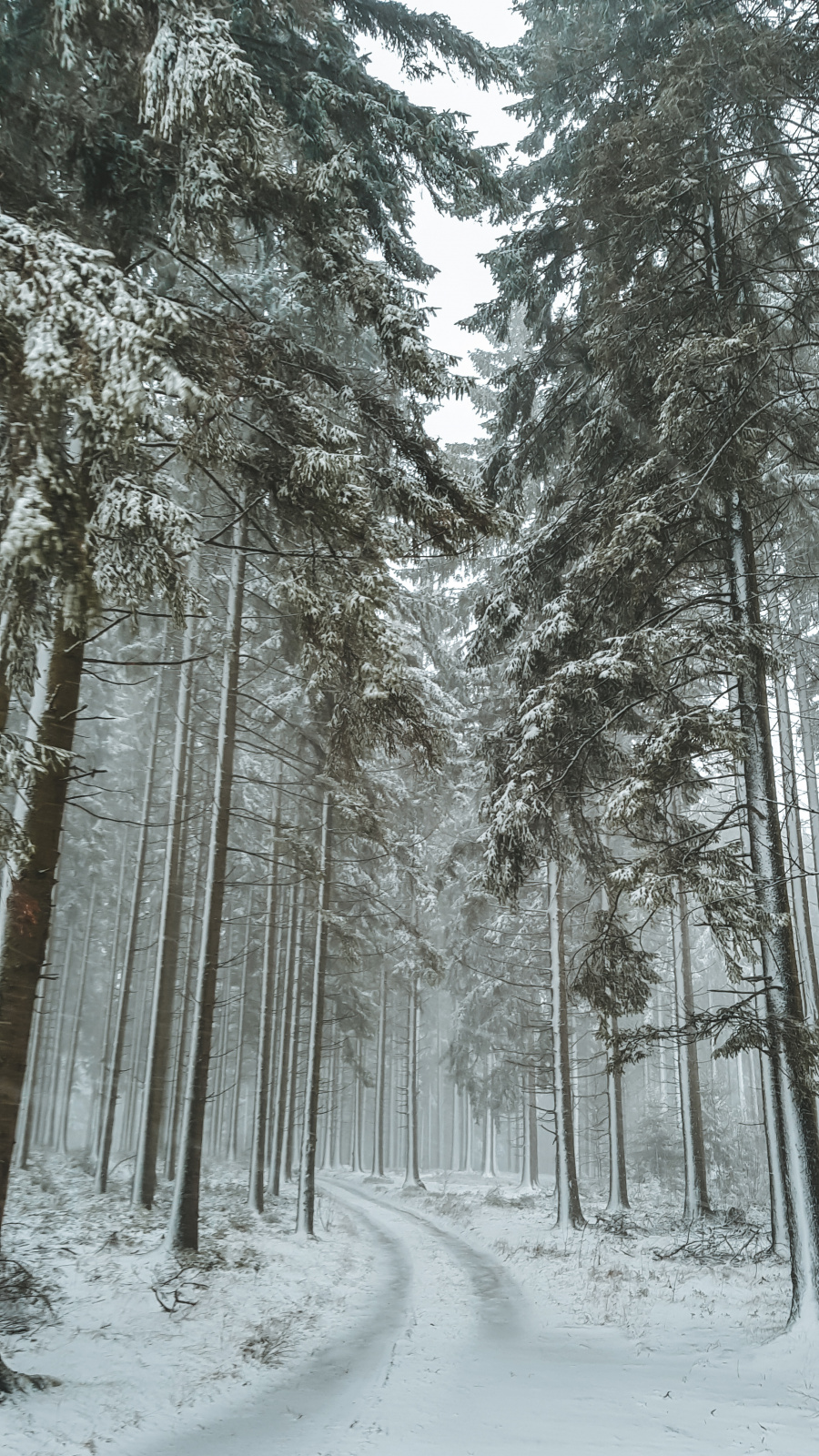 Ardennen sneeuw wandelen 